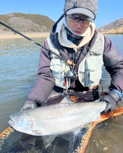 サクラマスの釣果