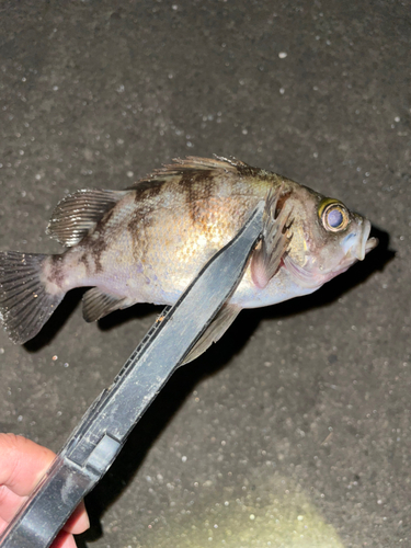 メバルの釣果