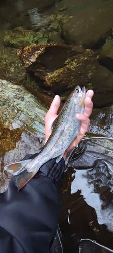 アマゴの釣果