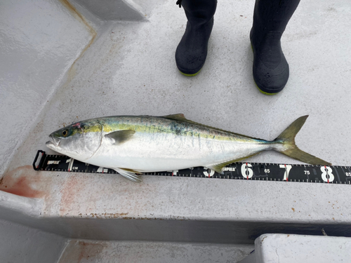 ブリの釣果