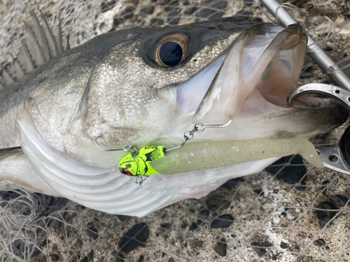 シーバスの釣果