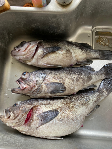 クロソイの釣果