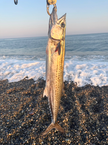 サゴシの釣果