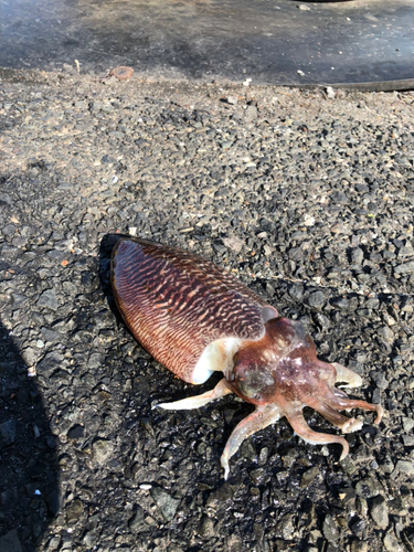 コウイカの釣果