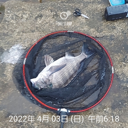 チヌの釣果