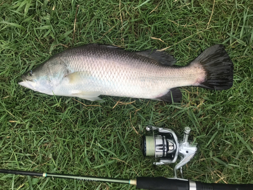 バラマンディの釣果