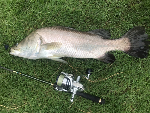 バラマンディの釣果