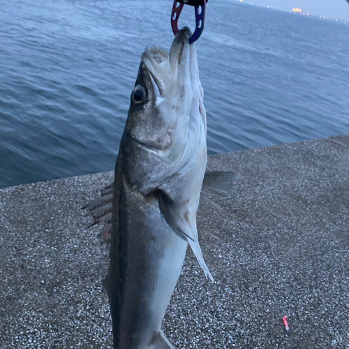 セイゴ（マルスズキ）の釣果