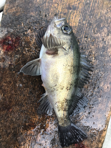 クロメバルの釣果