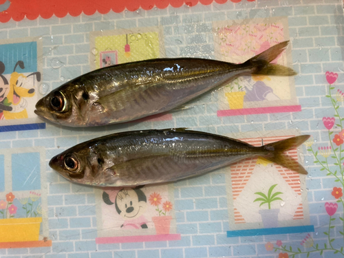 アジの釣果