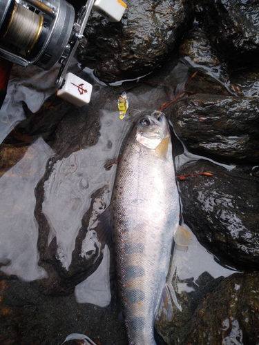 アマゴの釣果