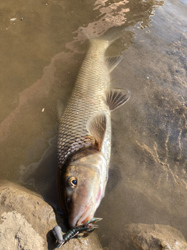 ニゴイの釣果