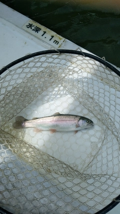 ニジマスの釣果