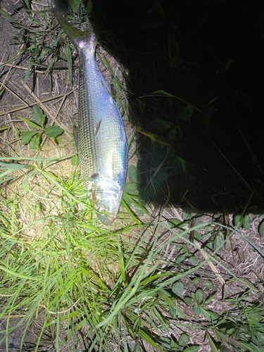 コノシロの釣果