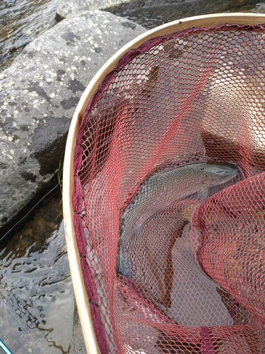 レインボートラウトの釣果