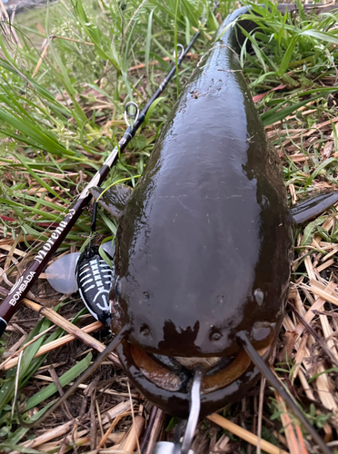 ナマズの釣果