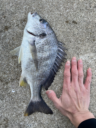 キチヌの釣果