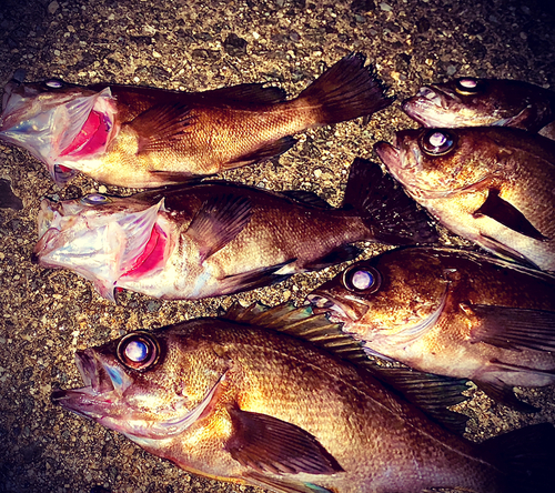 メバルの釣果