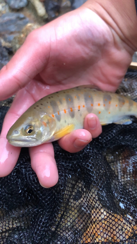 アマゴの釣果