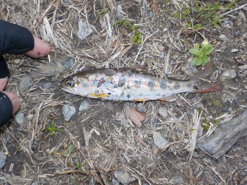 アマゴの釣果