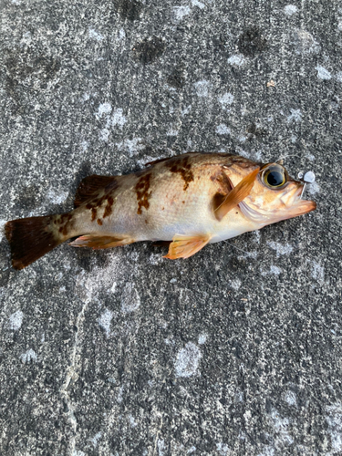 メバルの釣果