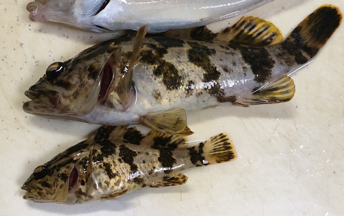 タケノコメバルの釣果