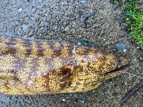 ウツボの釣果