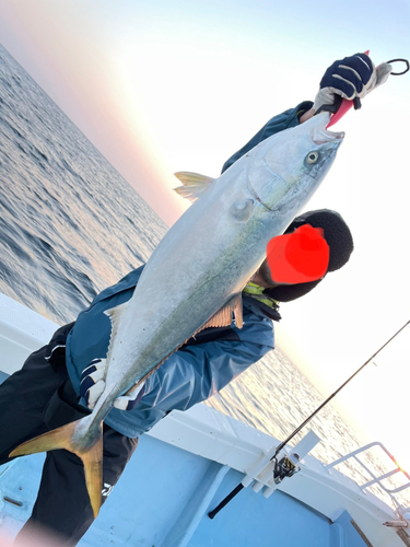 ブリの釣果