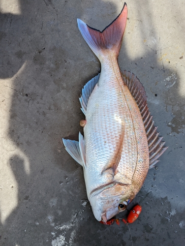 タイの釣果