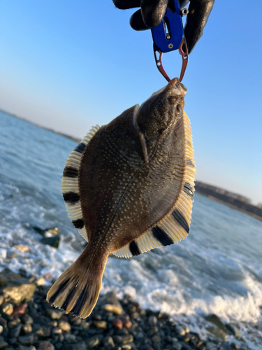 カワガレイの釣果