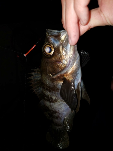 メバルの釣果