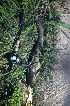 ニホンナマズの釣果