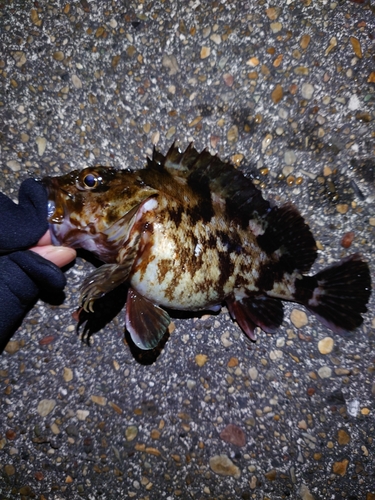 カサゴの釣果