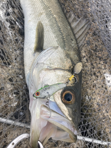 シーバスの釣果