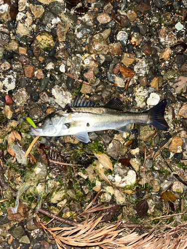 シーバスの釣果