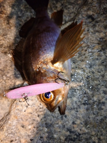 メバルの釣果