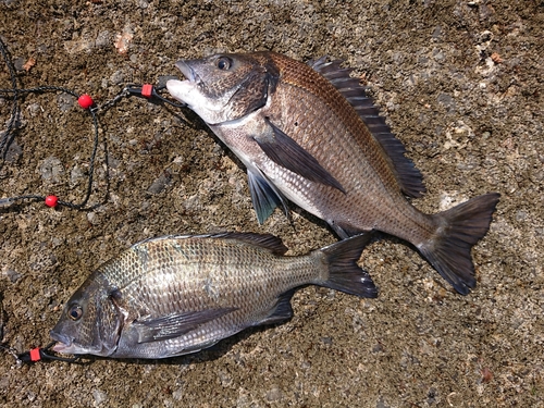 チヌの釣果