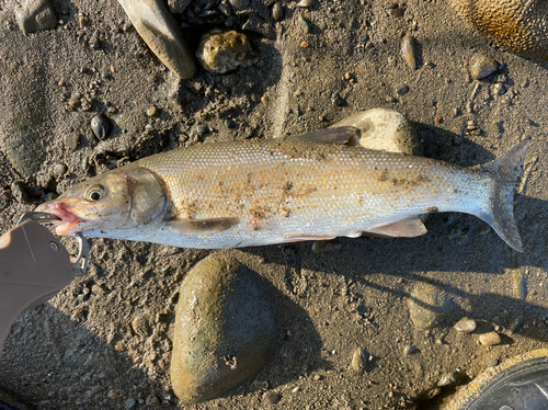 ウグイの釣果