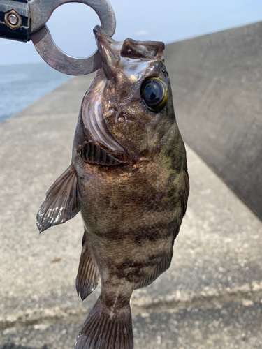 メジナの釣果