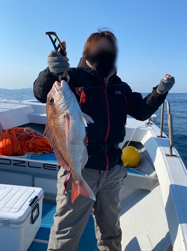 マダイの釣果