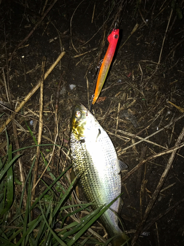 コノシロの釣果