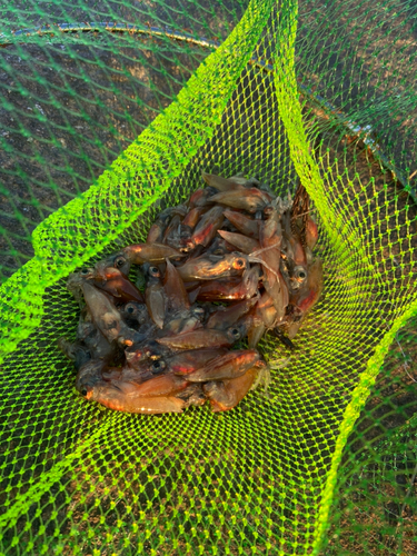 ホタルイカの釣果