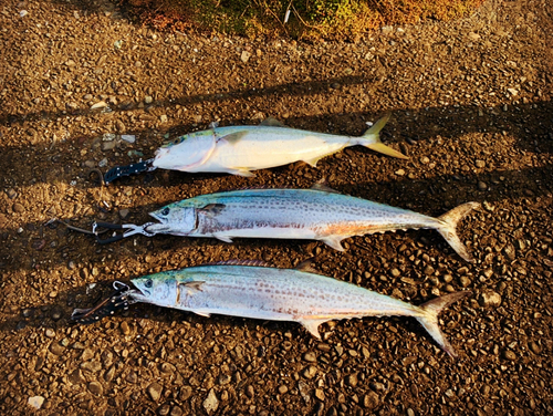 サワラの釣果