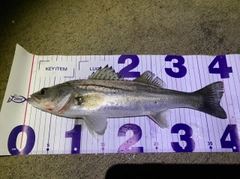 シーバスの釣果