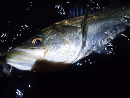 スズキの釣果