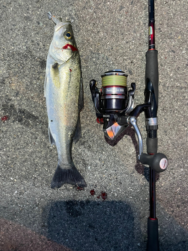 シーバスの釣果