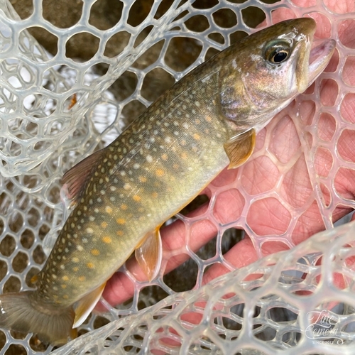 ニッコウイワナの釣果