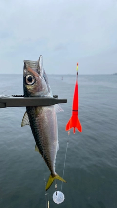 サバの釣果