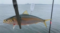 カタボシイワシの釣果