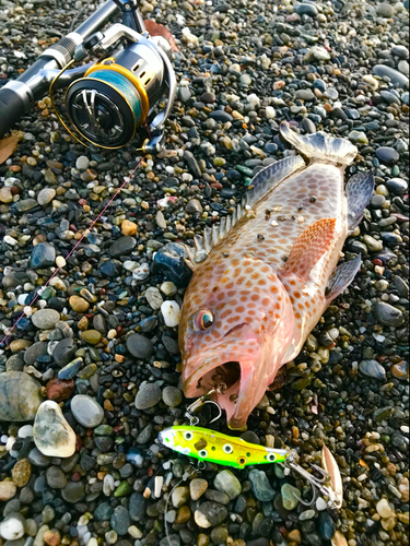 オオモンハタの釣果